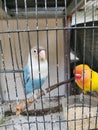 Cute birds in a steel cage