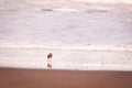 Cute birds, walking on the beach in the sand, water in background Royalty Free Stock Photo
