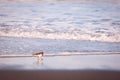 Cute birds, walking on the beach in the sand, water in background Royalty Free Stock Photo