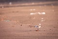 Cute birds, walking on the beach in the sand, water in background Royalty Free Stock Photo