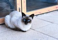 Cute birma cat