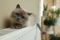 Cute Birman cat on radiator at home