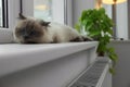 Cute Birman cat on windowsill near radiator at home