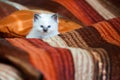 Cute birman kitten sitting on bed