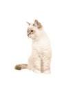 Cute birman young sitting cat looking to the left