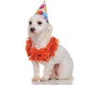 Cute birthday bichon with orange garland looks to side