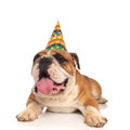 Cute birthday english bulldog lying and waiting for its cake