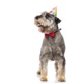 Cute birthday schnauzer wearing red bowtie looks up to side