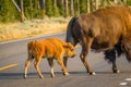 Cute bison calf crossing road with mother in Yellowstone National Park Royalty Free Stock Photo