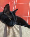 A cute black cat resting on a soffa