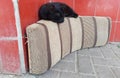 A cute black cat resting on a soffa