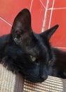 A cute black cat resting on a soffa