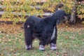 Cute black afghan hound is standing on a green grass in the autumn park. Pet animals. Five years old. Royalty Free Stock Photo