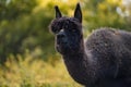 Cute black alpaca portrait, funny fluffy animal standing on meadow
