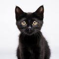 Cute black baby cat looking at the camera, isolated on white background Royalty Free Stock Photo