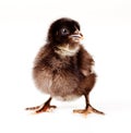 Cute black baby chicken Royalty Free Stock Photo