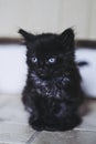 Cute black baby kitten with blue eyes Royalty Free Stock Photo