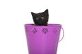 Black kitten in purple pail