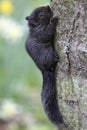 A cute baby squirrel on a tree trunk Royalty Free Stock Photo