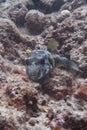 A cute black balloonfish