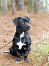 Cute Black Beagle Dachshund mixed breed dog mutt Royalty Free Stock Photo