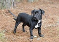 Cute Black Beagle Dachshund mixed breed dog mutt Royalty Free Stock Photo