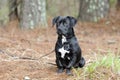 Cute Black Beagle Dachshund mixed breed puppy dog mutt Royalty Free Stock Photo