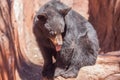 Cute Black Bear