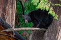 Cute black bear cub huddled up on a thin tree branch, scared to jump down in a sunny forest Royalty Free Stock Photo