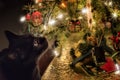 Cute black Bombay cat looking at Christmas tree lights.