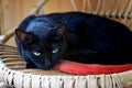 Cute black Bombay cat on wicker chair.