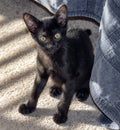 Cute black Bombay kitten comes from under bed and looks at camera.