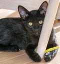 Cute black Bombay kitten looking at camera hides cat toy.