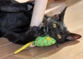 Cute black Bombay kitten playing with green cat toy.