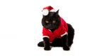 cute black british shorthair cat in christmas vest and hat