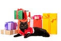 cute black british shorthair cat in christmas vest near gift boxes