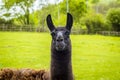 A cute black and brown alpaca on a farm in Worksop, UK on a spring day Royalty Free Stock Photo