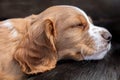 Cute Black and Brown Puppy Dogs Sleeping