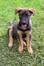 Black and brown puppy sitting