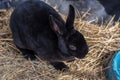 Cute black bunny rabbit on straw Royalty Free Stock Photo