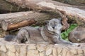 Cute black canadian wolf is lying on a gray rocks. Canis lupus pambasileus Royalty Free Stock Photo