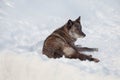 Cute black canadian wolf is lying on a white snow. Canis lupus pambasileus Royalty Free Stock Photo