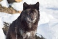 Cute black canadian wolf is sitting on a white snow. Close up. Canis lupus pambasileus Royalty Free Stock Photo