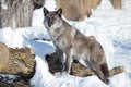 Cute black canadian wolf is standing on a white snow. Canis lupus pambasileus Royalty Free Stock Photo