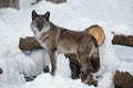 Cute black canadian wolf is standing on a white snow. Canis lupus pambasileus Royalty Free Stock Photo