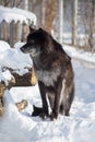 Cute black canadian wolf is standing on a white snow. Canis lupus pambasileus Royalty Free Stock Photo