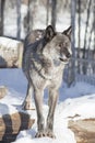 Cute black canadian wolf is standing on a white snow and looking away. Canis lupus pambasileus. Royalty Free Stock Photo