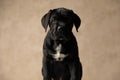 Cute black cane corso dog looking at the camera Royalty Free Stock Photo