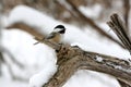 Cute Black-Capped Chickadee bird on a branch in the snow. Royalty Free Stock Photo