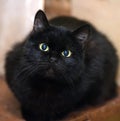 Cute black cat